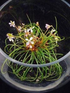 Begonia bogneri