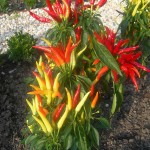 Capsicum annuum