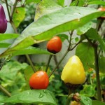 Capsicum annuum