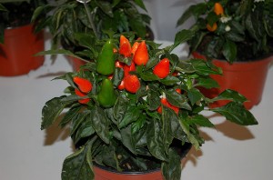 Capsicum annuum