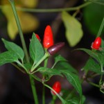 Capsicum annuum