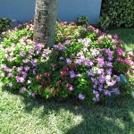 Catharanthus roseus