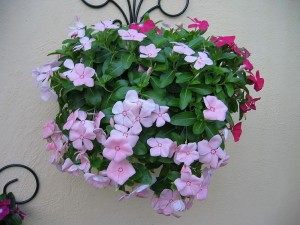 Catharanthus roseus