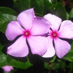 Catharanthus roseus