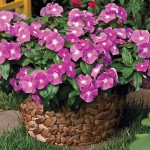 Catharanthus roseus