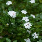 Catharanthus roseus Ocellatus