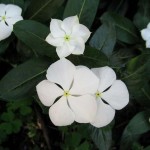 Catharanthus roseus Alba 