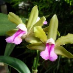 Cattleya bicolor