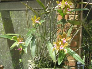 Cattleya bicolor