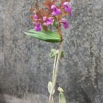 Cattleya bicolor