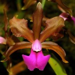 Cattleya bicolor