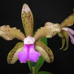 Cattleya bicolor