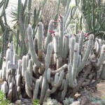Cleistocactus strausii