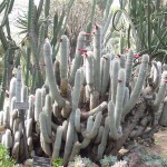 Cleistocactus strausii 