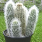 Cleistocactus strausii 