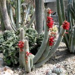 Cleistocactus strausii 