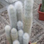 Cleistocactus strausii 