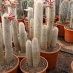 Cleistocactus strausii 