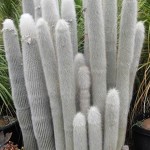 Cleistocactus strausii