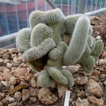 Cleistocactus strausii forma cristata