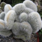 Cleistocactus strausii cristata 