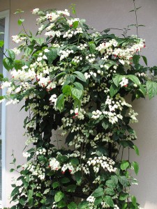 Clerodendrum thomsoniae