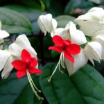 Clerodendrum thomsoniae 