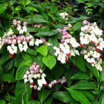 Clerodendrum thomsoniae 