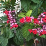 Clerodendrum thomsoniae Delectum