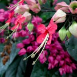 Clerodendrum thomsoniae Delectum