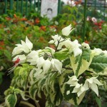 Clerodendrum thomsoniae Variegatum