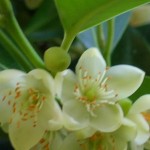 Cleyera japonica flowers