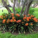 Clivia miniata