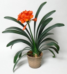 Clivia miniata