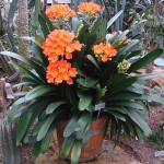 Clivia miniata