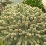 Echinopsis chamaecereus