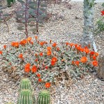 Echinopsis chamaecereus