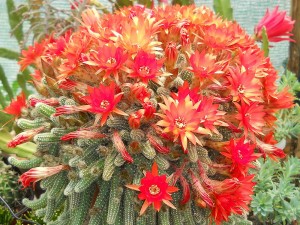 Echinopsis chamaecereus