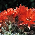 Echinopsis chamaecereus