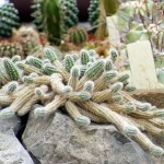 Echinopsis chamaecereus 