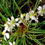 Begonia bogneri