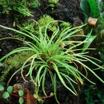 Begonia bogneri