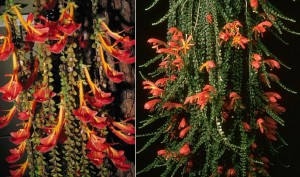 Columnea microphylla