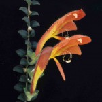 Columnea microphylla