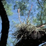 Tillandsia recurvata 