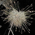 Tillandsia recurvata 