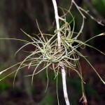 Tillandsia recurvata 