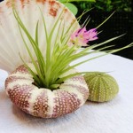 Tillandsia stricta