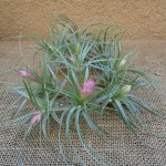 Tillandsia stricta