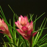 Tillandsia stricta